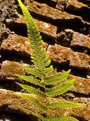 Fern leaf on the brick wall. Green fern frond against sunlit moss-covered old brick wall, nature reclaiming stone, vibrant botanical detail © Budibas