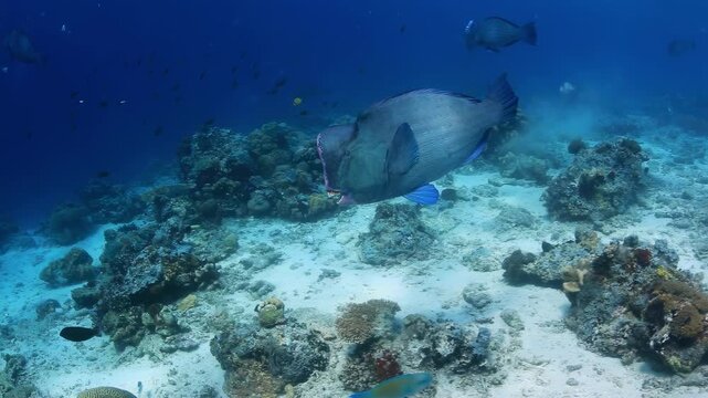 Bumphead Parrotfish Swimming over Coral Reef in Sipadan