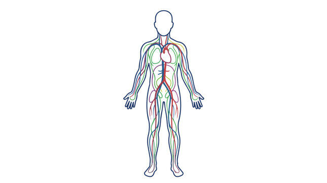 Human circulatory system vascular anatomy diagram and cardiovascular network minimalist vector illustration for medical education branding