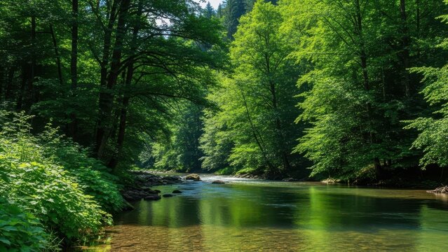Lush green forest river landscape with clear flowing water. Serene woodland stream surrounded by dense summer foliage. Peaceful river scenery in a vibrant deciduous forest environment.