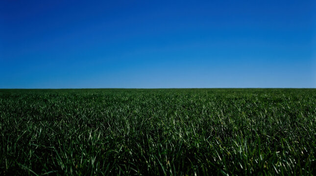 Green Grassland under a Clear Blue Sky