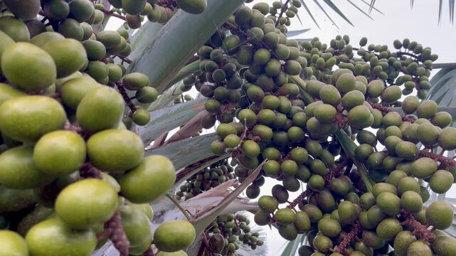 Palm fruits on the tree branches