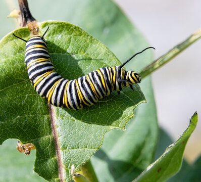 monarch butterfly caterpillar antennae stripes yellow white black on milkweed leaf