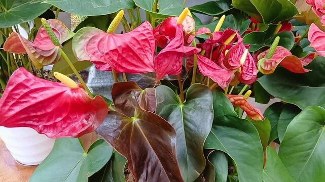 Anthurium Flower Growing on Plant in Tropical Garden