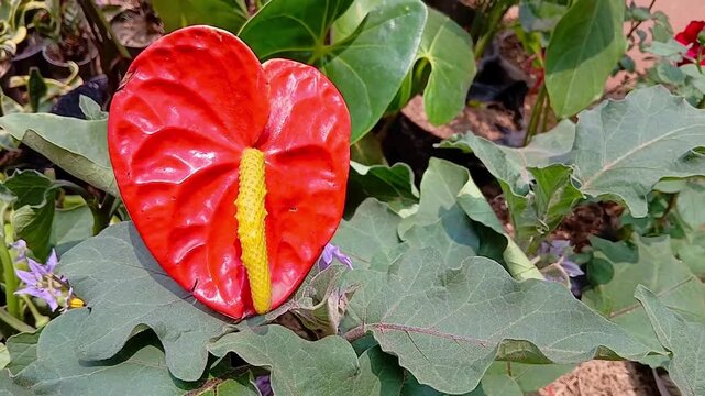 Anthurium Flower Growing on Plant in Tropical Garden