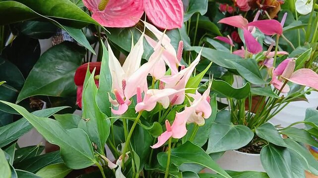 Anthurium Flower Growing on Plant in Tropical Garden