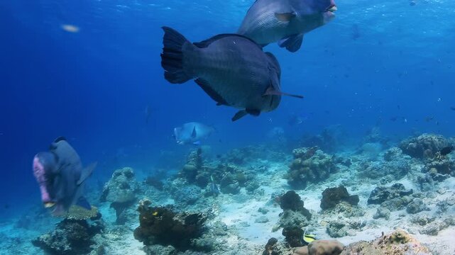 Bumphead Parrotfish Group Swimming Over Coral Reef