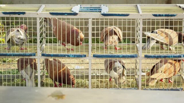 Racing Pigeons Resting Together Inside Their Coop