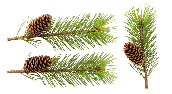 Pine tree branch with pinecone set isolated on a transparent background for seasonal nature design projects