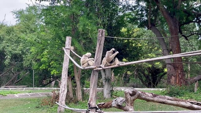 Gibbons sitting in a zoo