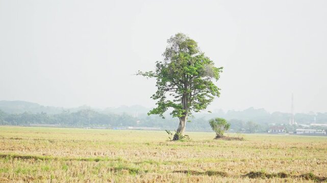 Aesthetic Kapok Tree Standing in Rice Field Landscape