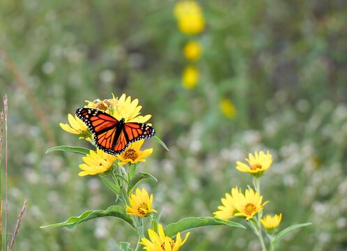 Monarch butterfly feeding on native yellow Maximilian sunflowers during annual fall migration through Kansas prairie in Midwestern United States