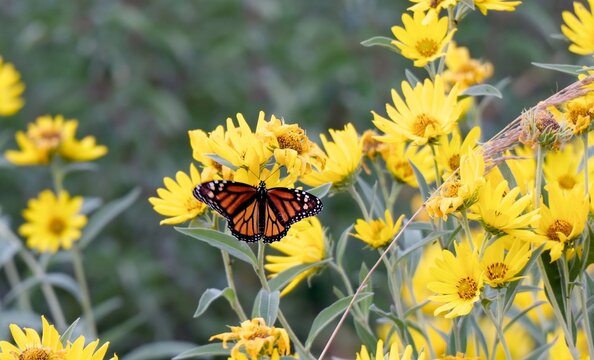 Monarch butterfly feeding on native yellow Maximilian sunflowers during annual fall migration through Kansas prairie in Midwestern United States