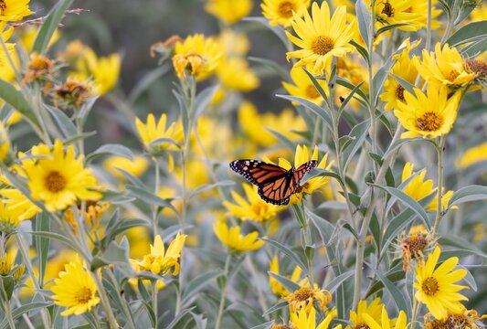 Monarch butterfly feeding on native yellow Maximilian sunflowers during annual fall migration through Kansas prairie in Midwestern United States