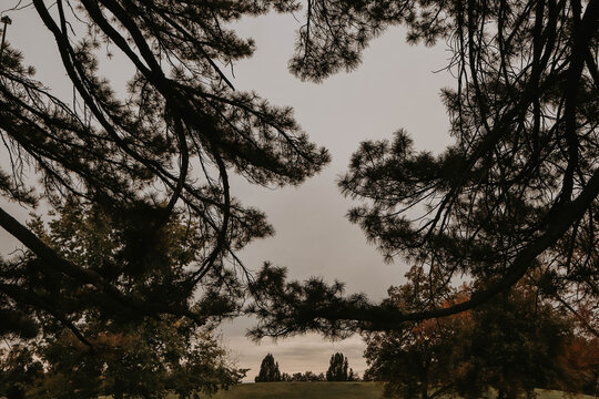 symmetrical trees framing park sunset