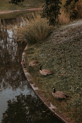 canadian geese sitting in flowers by pond © whitney