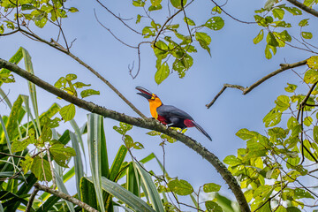 Fototapeta premium Toco Toucan Reaching Upwards in a Green Canopy