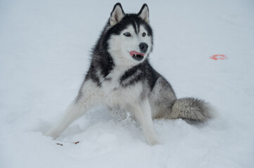 Playful husky dog sitting in snow in winter.  © Михаил Решетников