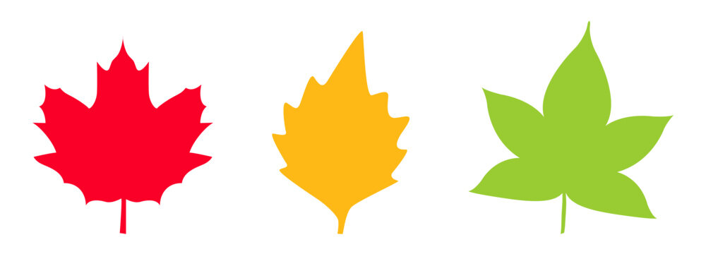 Set of three colorful maple leaf vectors in red, yellow, and green isolated on a white background.