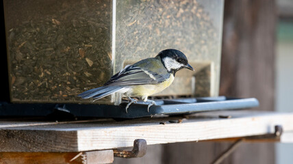 Blue Tit Feeding on Sunflower Seeds at a Bird Feeder © Stefan