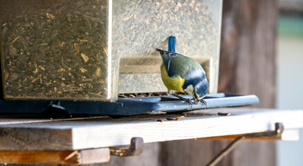 Blue Tit Feeding on Sunflower Seeds at a Bird Feeder © Stefan