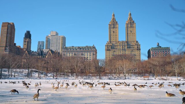 Canada geese on a frozen lake in Central Park. A flock of geese gathers on the ice near bare trees with The San Remo towers rising under a blue sky.