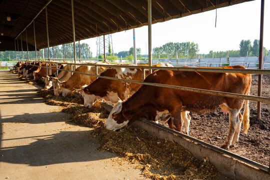 Beef cattle herd feeding at livestock farm feed trough