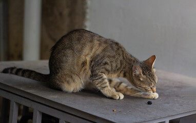 Horizontal street city photo. Tabby stray homeless cat cleaning its paw while sitting on grey table surface outdoors, domestic pet grooming or licking itself close-up. Pet care, wild life, clean, rest © brajianni