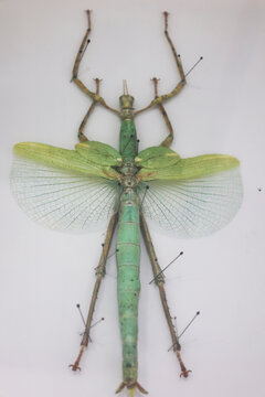 Spread specimen of green winged stick insect, phasmid specimen
