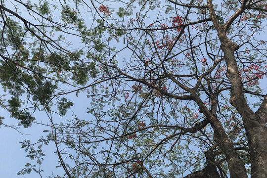 Red flowers and green leaves decorate dark branches against a clear blue sky