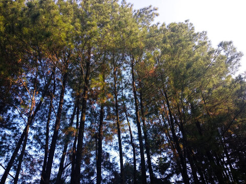 Tall green pine trees in forest seen from low angle view against bright sky with morning sunlight