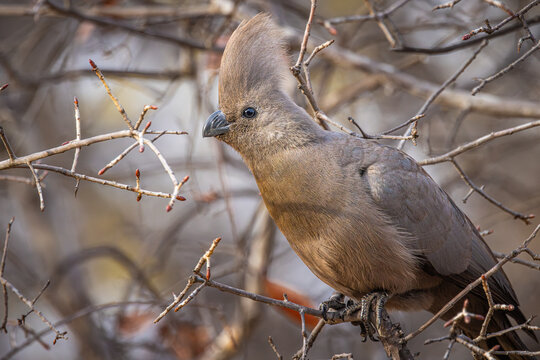 A Grey Go-away Bird with erect crest, more specifically a Kalahari Go-away (Crinifer concolor bechuanae), Khama Rhino Reserve, Botswana