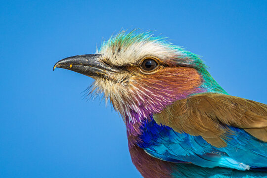 A Lilac Breasted Roller (Coracias caudatus caudatus) close up at Kubu Island, Makgadikgadi Pans National Park, Botswana
