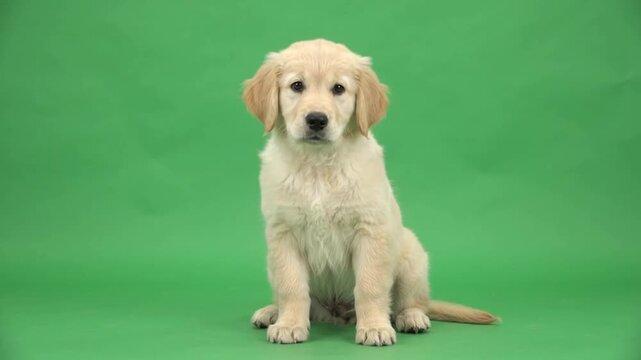 Cute golden retriever puppy sitting and tilting head on green screen