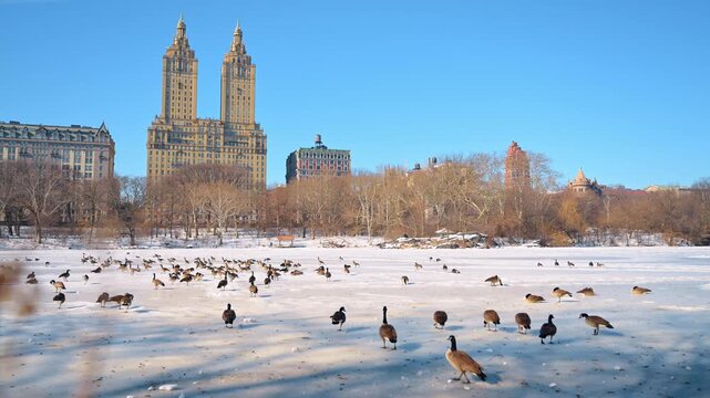 Canada geese on a snowy lake with the San Remo at left in Central Park. A goose walks across the foreground as scattered birds rest beneath buildings and a cloudless sky.
