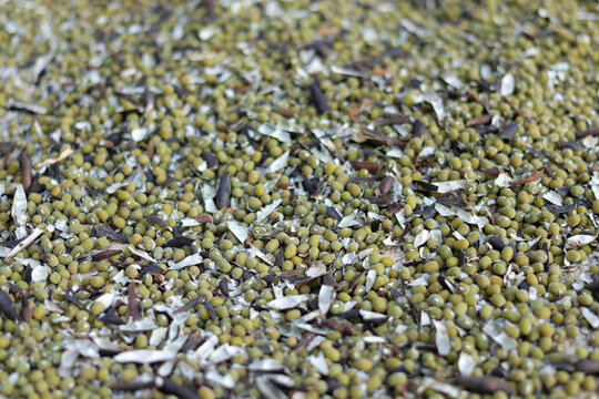 freshly harvested green mung beans mixed with dry pods and chaff.
