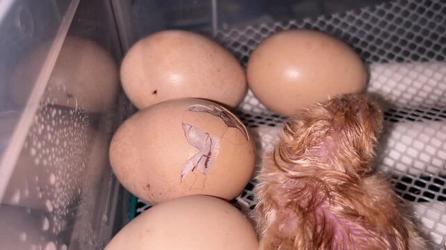 Newborn baby chicken pecking cracked eggshell inside home incubator helping sibling hatch during birth process close up view