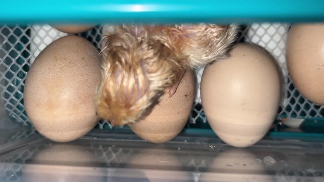 Newborn hatchling standing on cracked egg inside incubator stepping on hatching sibling eggshell during birth process close up