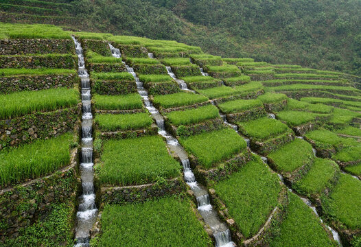 Terrace farming irrigation with complex water channel network on hillside