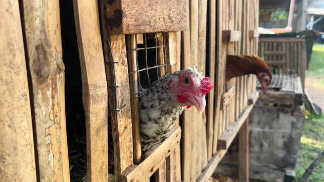 Domestic chickens sticking heads out from wooden bamboo cage coop on small Asian livestock farm outdoor daytime close up