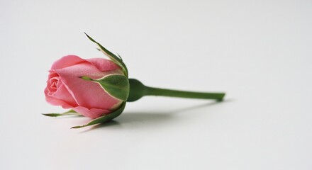 Fototapeta premium Delicate Pink Rose Bud: A single, unopened pink rose bud with green sepals rests on a clean surface, symbolizing new beginnings and fragile beauty.