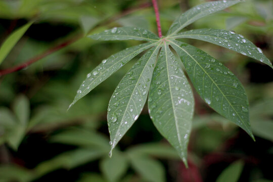 Fresh green cassava leaf covered with water drops after rain
