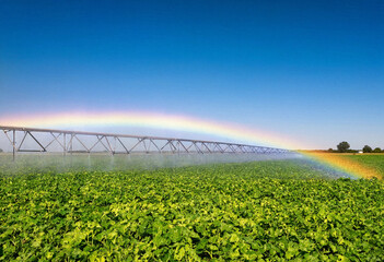 Obraz premium Wide sprinkler irrigation system with rainbow mist over green crops in field