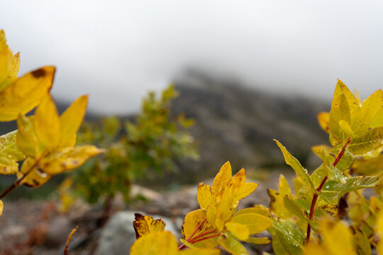 Vibrant yellow autumn leaves on a mountain slope with misty background and soft morning light