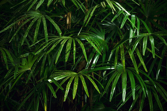 Dense cluster of glossy Lady Palm leaves with fan-shaped segmented fronds, creating a lush green botanical texture and natural tropical background.