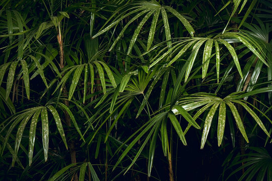 Dense Lady Palm foliage with glossy fan-shaped fronds and segmented leaflets, creating a lush green botanical texture and natural tropical background.