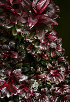 Dense cluster of glossy burgundy and dark green Ti plant leaves creating a rich tropical foliage texture, natural pattern and colorful botanical background.
