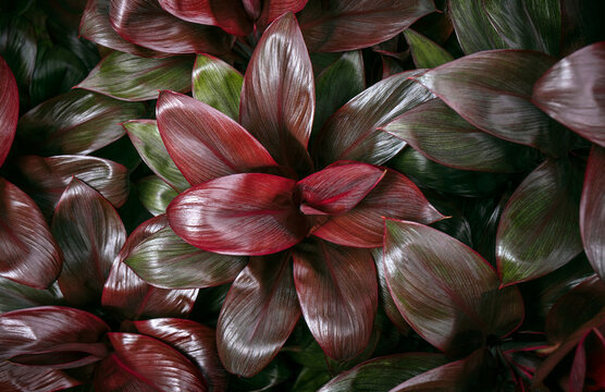 Close-up of glossy Ti plant leaves arranged in layered rosettes, showing burgundy, red and green tones with detailed veins and rich tropical foliage texture.