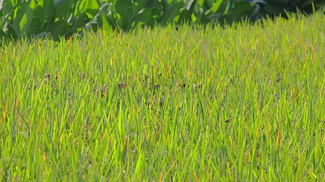 Fresh green grass blowing in gentle breeze with sunlight, showcasing the beauty of nature and peaceful ambiance for a calming background