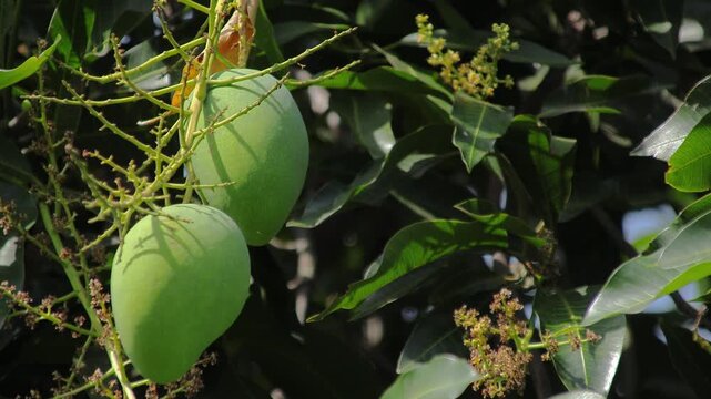 Close-up of unripe mangoes hanging on tree branch in tropical orchard during sunny day for agriculture and healthy eating concept